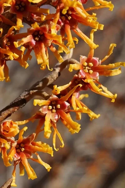 Ozark Witch Hazel (Hamamelis Vernalis) - 3 Gallon Pot -Chaste Tree World hamamelis veralis vernal ozark witch hazel 4