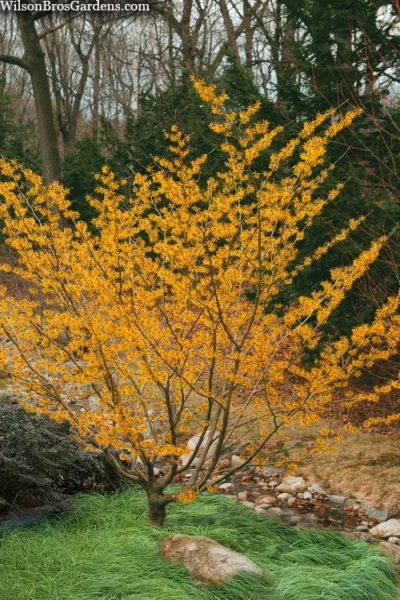 Ozark Witch Hazel (Hamamelis Vernalis) - 3 Gallon Pot -Chaste Tree World hamamelis veralis vernal ozark witch hazel 8
