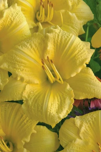 Rainbow Rhythym Going Bananas Daylily - 1 Gallon Pot 9 Rainbow Rhythym Going Bananas Daylily - 1 Gallon Pot -Chaste Tree World hemerocallis going bananas daylily 20