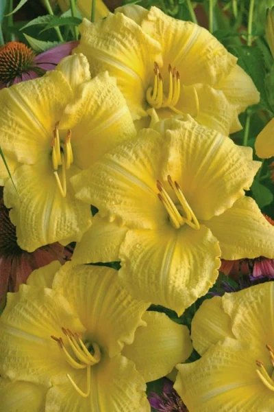 Rainbow Rhythym Going Bananas Daylily - 1 Gallon Pot 11 Rainbow Rhythym Going Bananas Daylily - 1 Gallon Pot -Chaste Tree World hemerocallis going bananas daylily 21