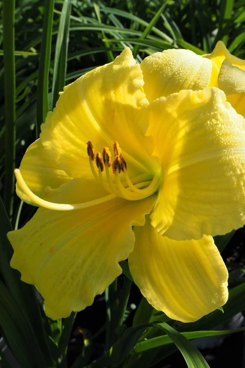 Rainbow Rhythym Going Bananas Daylily - 1 Gallon Pot 1 Rainbow Rhythym Going Bananas Daylily - 1 Gallon Pot