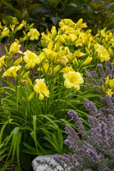 Rainbow Rhythym Going Bananas Daylily - 1 Gallon Pot 10 Rainbow Rhythym Going Bananas Daylily - 1 Gallon Pot -Chaste Tree World hemerocallis going bananas daylily 23