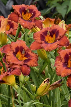 Mighty Chestnut Daylily - 1 Gallon Pot -Chaste Tree World hemerocallis mighty chestnut daylily 3
