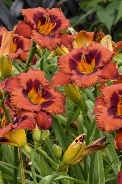Mighty Chestnut Daylily - 1 Gallon Pot -Chaste Tree World hemerocallis mighty chestnut daylily 3