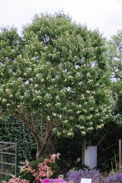 Temple Of Bloom Seven-son Flower (Heptacodium Miconioides) - 3 Gallon Pot -Chaste Tree World heptacodium miconoides seven son flower tree multi trunk 2