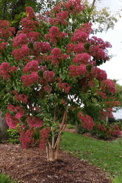 Temple Of Bloom Seven-son Flower (Heptacodium Miconioides) - 3 Gallon Pot -Chaste Tree World heptacodium miconoides seven son flower tree multi trunk 4