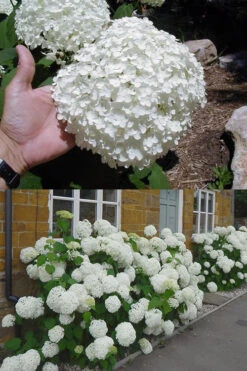 Annabelle Hydrangea - 1 Gallon Pot -Chaste Tree World hydrangea annabelle 2 500x750 1