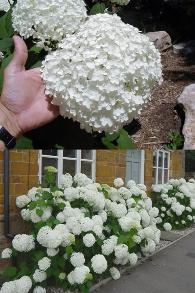 Annabelle Hydrangea - 1 Gallon Pot -Chaste Tree World hydrangea annabelle 2 500x750 1