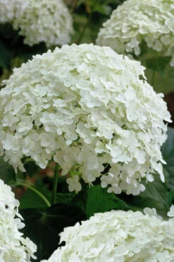 Annabelle Hydrangea - 1 Gallon Pot -Chaste Tree World hydrangea arborescens annabelle 10