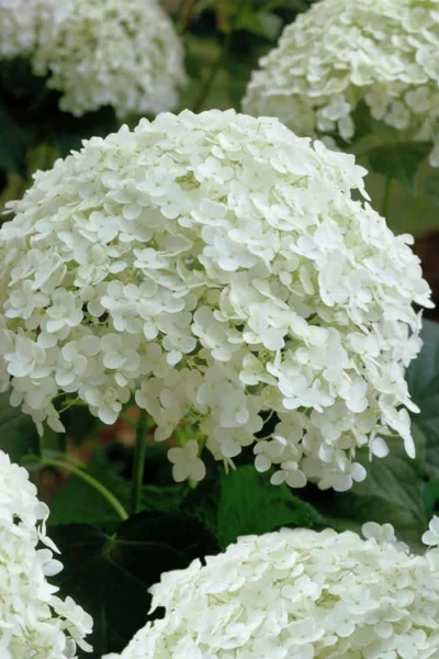 Annabelle Hydrangea - 1 Gallon Pot -Chaste Tree World hydrangea arborescens annabelle 10