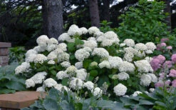 Annabelle Hydrangea - 1 Gallon Pot -Chaste Tree World hydrangea arborescens annabelle 11