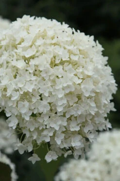 Annabelle Hydrangea - 1 Gallon Pot -Chaste Tree World hydrangea arborescens annabelle 12