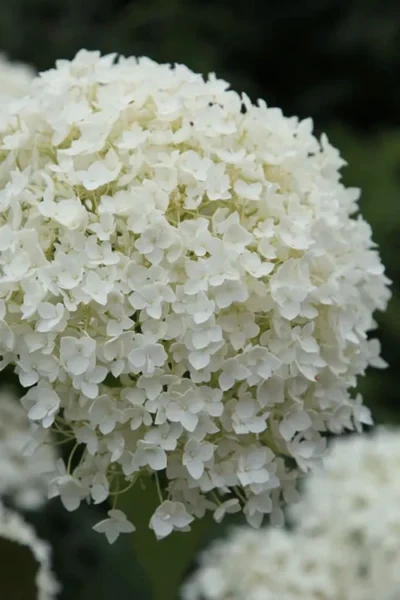 Annabelle Hydrangea - 1 Gallon Pot -Chaste Tree World hydrangea arborescens annabelle 12