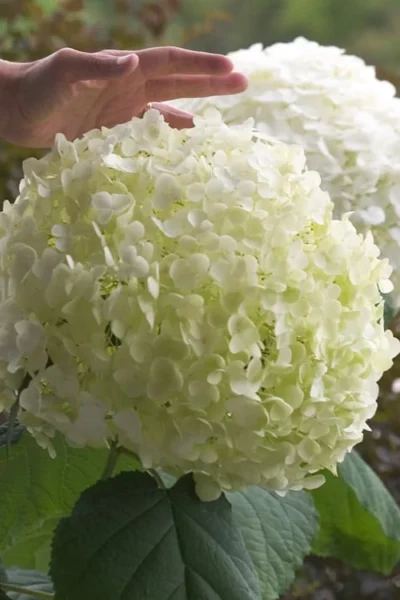 Incrediball Smooth Hydrangea - 3 Gallon Pot -Chaste Tree World hydrangea arborescens incrediball 10