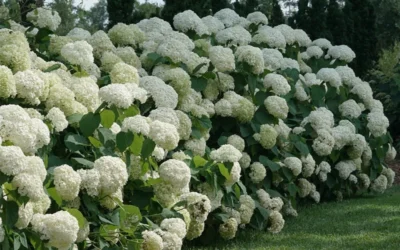 Incrediball Smooth Hydrangea - 3 Gallon Pot -Chaste Tree World hydrangea arborescens incrediball 12