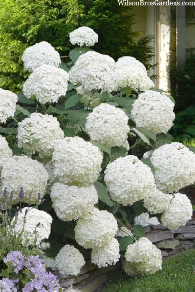Incrediball Smooth Hydrangea - 3 Gallon Pot -Chaste Tree World hydrangea arborescens incrediball 16