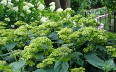 Invincibelle Sublime Smooth Hydrangea - 3 Gallon Pot -Chaste Tree World hydrangea arborescens invincibelle sublime 2