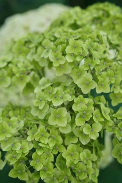 Invincibelle Sublime Smooth Hydrangea - 3 Gallon Pot -Chaste Tree World hydrangea arborescens invincibelle sublime 3