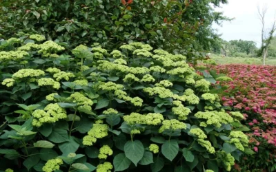 Invincibelle Sublime Smooth Hydrangea - 3 Gallon Pot -Chaste Tree World hydrangea arborescens invincibelle sublime 8
