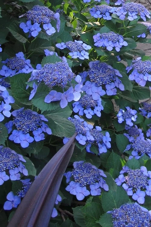 Bluebird Hydrangea - 2 Gallon Pot 1 Bluebird Hydrangea - 2 Gallon Pot