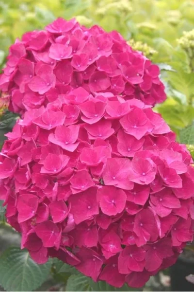 Charm Red Hydrangea - 3 Gallon Pot