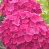 Charm Red Hydrangea - 1 Gallon