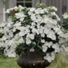 Fairytrail Bride Cascade Hydrangea - 2.5 Gallon Pot