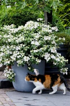 Fairytrail Bride Cascade Hydrangea - 2 Gallon Pot -Chaste Tree World hydrangea fairytrail bride 7