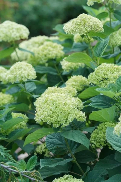 Invincibelle Sublime Smooth Hydrangea - 3 Gallon Pot -Chaste Tree World hydrangea invincibelle sublime 500x750 1