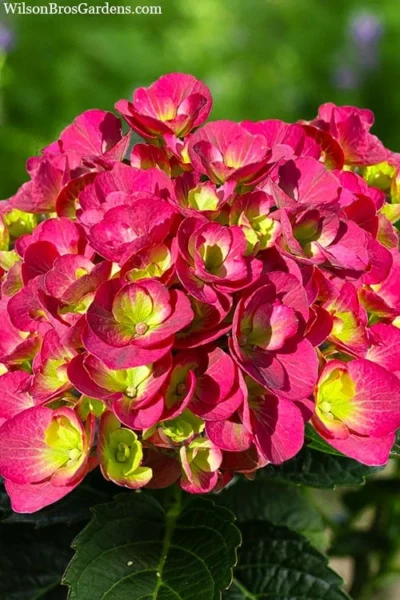 Akadama Hydrangea - 3 Gallon Pot