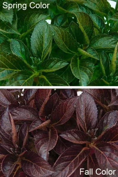 Akadama Hydrangea - 3 Gallon Pot -Chaste Tree World hydrangea macrophylla akadama 4