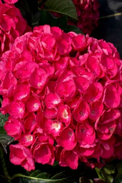 Akadama Hydrangea - 3 Gallon Pot -Chaste Tree World hydrangea macrophylla akadama 6