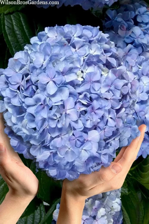 Big Daddy Hydrangea - 7 Gallon Pot 1 Big Daddy Hydrangea - 7 Gallon Pot