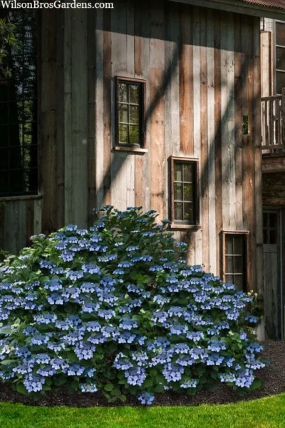 Blue Wave Lacecap Hydrangea - 3 Gallon Pot -Chaste Tree World hydrangea macrophylla blue wave 22