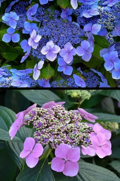 Blue Wave Lacecap Hydrangea - 3 Gallon Pot -Chaste Tree World hydrangea macrophylla blue wave 24