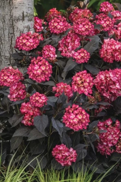 Eclipse Bigleaf Hydrangea - 3 Gallon Pot -Chaste Tree World hydrangea macrophylla eclipse 3