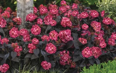 Eclipse Bigleaf Hydrangea - 3 Gallon Pot -Chaste Tree World hydrangea macrophylla eclipse 4