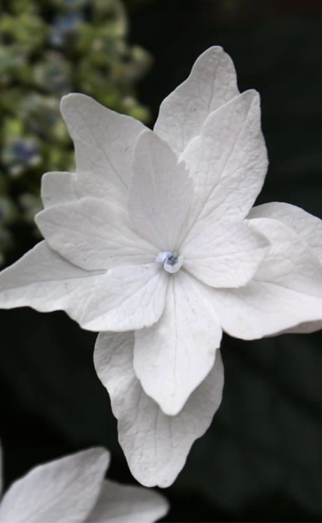 Fuji Waterfall Hydrangea - 3 Gallon Pot 1 Fuji Waterfall Hydrangea - 3 Gallon Pot