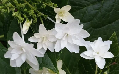 Fuji Waterfall Hydrangea - 1 Gallon Pot -Chaste Tree World hydrangea macrophylla fuji waterfall 2 1