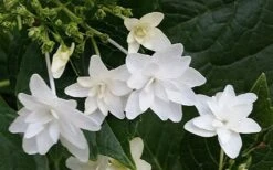 Fuji Waterfall Hydrangea - 3 Gallon Pot 9 Fuji Waterfall Hydrangea - 3 Gallon Pot -Chaste Tree World hydrangea macrophylla fuji waterfall 2