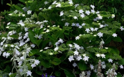 Fuji Waterfall Hydrangea - 1 Gallon Pot -Chaste Tree World hydrangea macrophylla fuji waterfall 3 1
