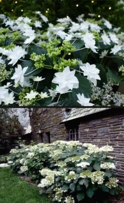 Fuji Waterfall Hydrangea - 3 Gallon Pot 10 Fuji Waterfall Hydrangea - 3 Gallon Pot -Chaste Tree World hydrangea macrophylla fuji waterfall 4
