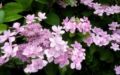 Izu No Hana Lacecap Hydrangea - 3 Gallon Pot -Chaste Tree World hydrangea macrophylla izu no ito 3