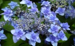 Izu No Hana Lacecap Hydrangea - 3 Gallon Pot -Chaste Tree World hydrangea macrophylla izu no ito 4