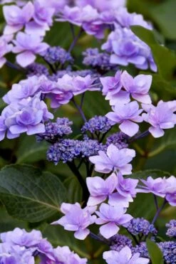 Izu No Hana Lacecap Hydrangea - 3 Gallon Pot -Chaste Tree World hydrangea macrophylla izu no ito 9