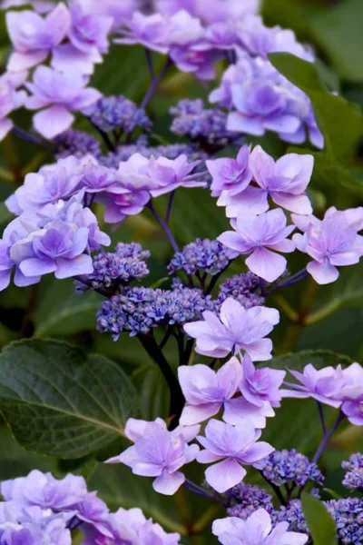 Izu No Hana Lacecap Hydrangea - 3 Gallon Pot -Chaste Tree World hydrangea macrophylla izu no ito 9