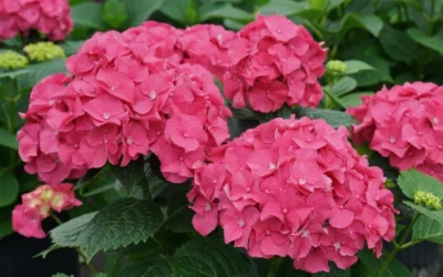 Let's Dance 'Big Band' Dwarf Hydrangea - 3 Gallon Pot 10 Let's Dance 'Big Band' Dwarf Hydrangea - 3 Gallon Pot -Chaste Tree World hydrangea macrophylla lets dance big band 1