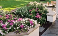 Let's Dance 'Big Band' Dwarf Hydrangea - 3 Gallon Pot -Chaste Tree World hydrangea macrophylla lets dance big band 3