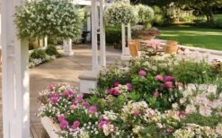 Let's Dance 'Big Band' Dwarf Hydrangea - 3 Gallon Pot -Chaste Tree World hydrangea macrophylla lets dance big band 4