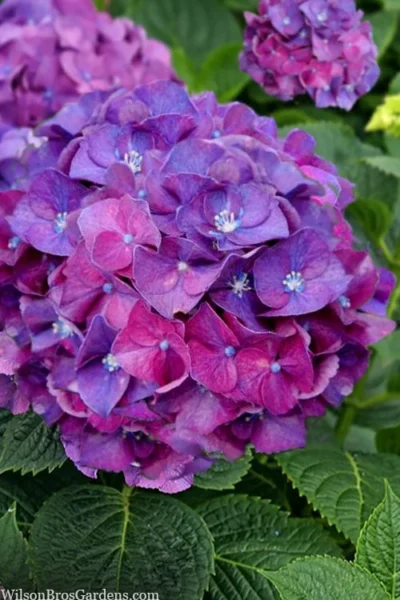 Let's Dance 'Big Band' Dwarf Hydrangea - 3 Gallon Pot 11 Let's Dance 'Big Band' Dwarf Hydrangea - 3 Gallon Pot -Chaste Tree World hydrangea macrophylla lets dance big band 5